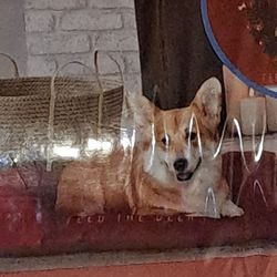 NEW Dog Bed Christmas Reindeer For MED sz Pets