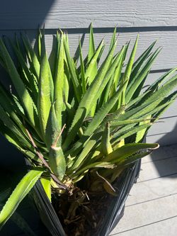 2 agaves lechugilla large
