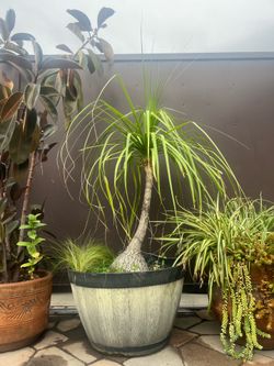 Ponytail Palm