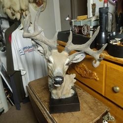 10 Point Buck Deer Pretty.