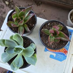 Succulents Different Prices 