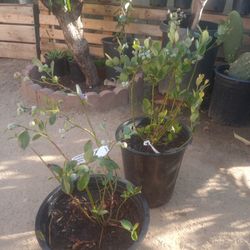 Blueberries $35 O 3  Por $105