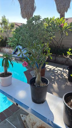 Big, healthy Desert Rose