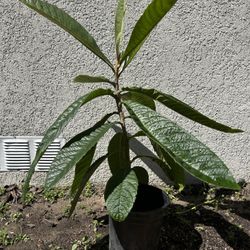 Loquat / Níspero / Mispero $15 