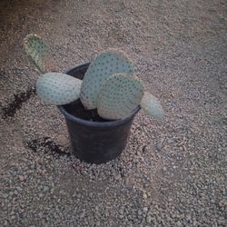 Santa Rita Cacti
