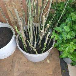 Drumstick, Moringa સરગવો सहजन Branches ready to plant