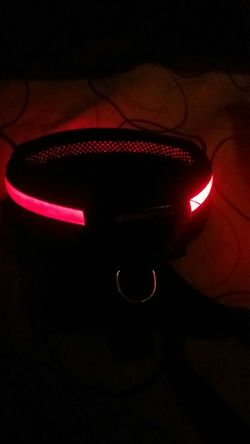 Glow pet neck collar. Lights up