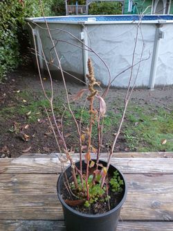 Azalea Bush -Red Blooms