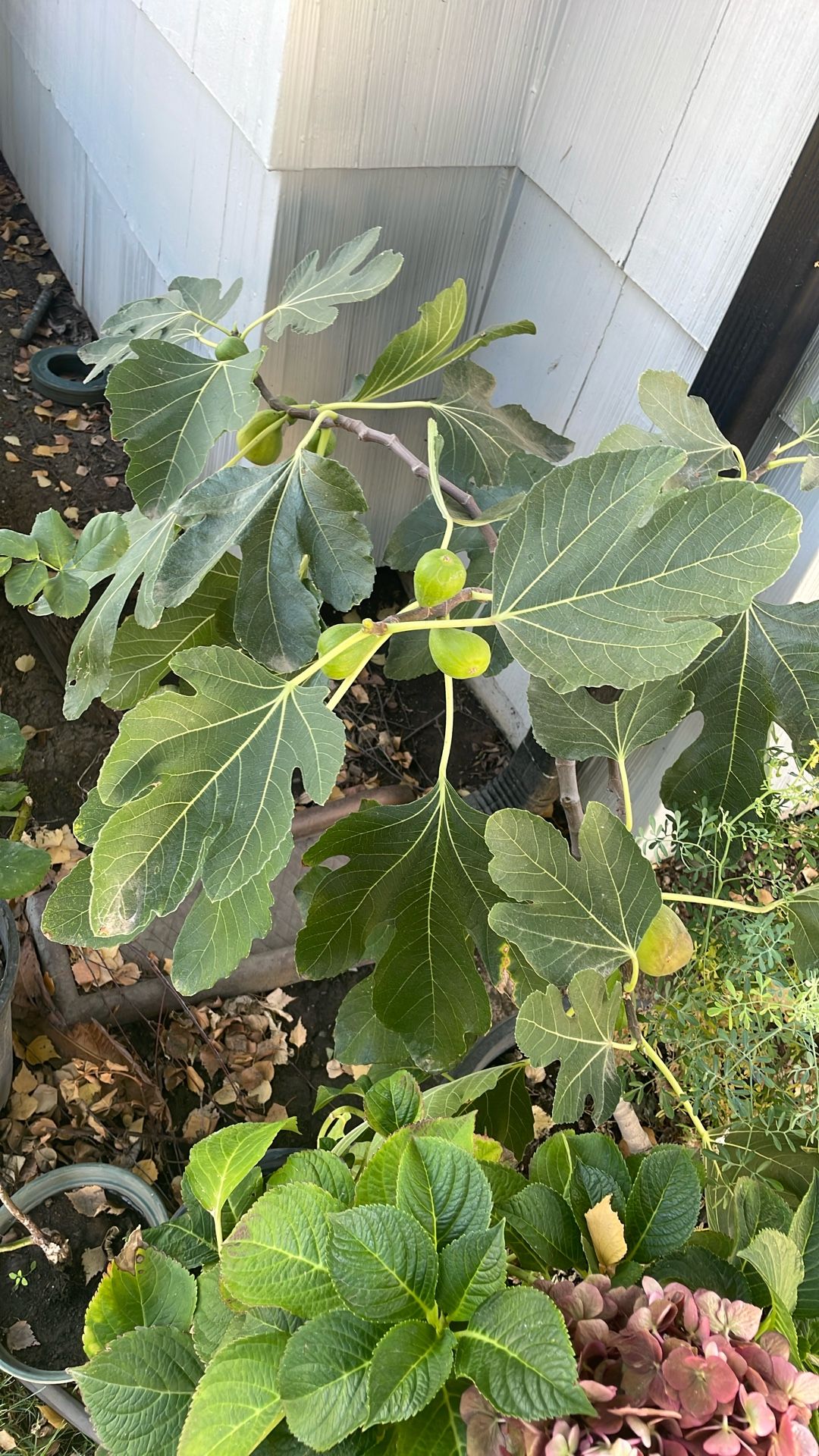 Higuera Ya Dan Fruto