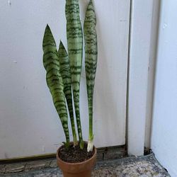 Snake Plant With Terracotta Pot I’m Not Replying To Hi,is This Still Available? Read Description 