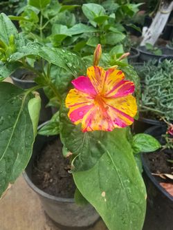For O'CLOCK plant