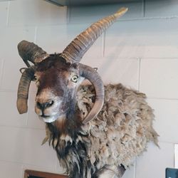 Goat head w/ four horns