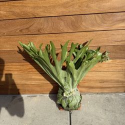 Staghorn Fern