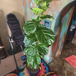 7ft Tall Fiddle Leaf Fig Plant In New Black Composite Urn