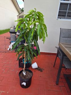 GLEN MANGO TREE