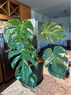 thai constellation monstera