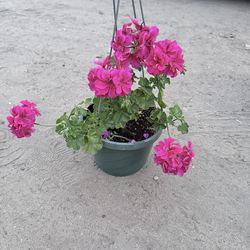 Hanging Geranium hot pink