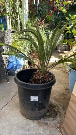 Sago Palm 3ft