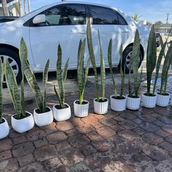 Snake Plant In Ceramic Pot
