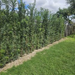 podocarpus  over 7 feet tall Instant Privacy Hedge For Fence Green Full Ready for planting