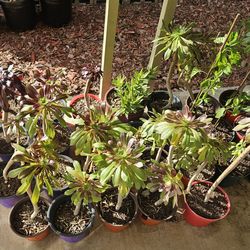 Healthy Aeonium Arboreum plants.