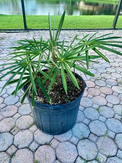 Old man Palm, Coccothrinax crinita 7g