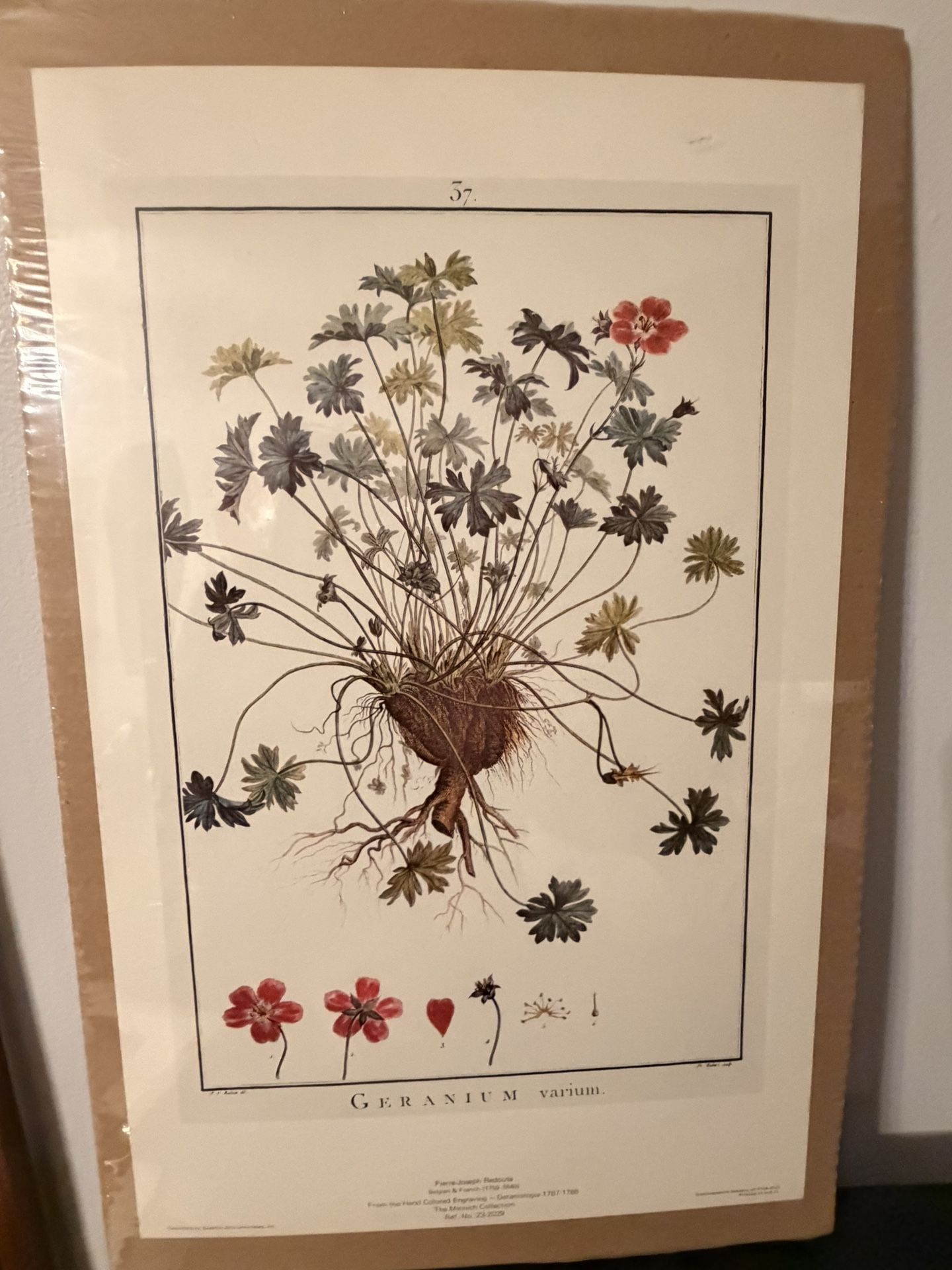 Pierre-Joseph Redouté Geranium varium Poster Print