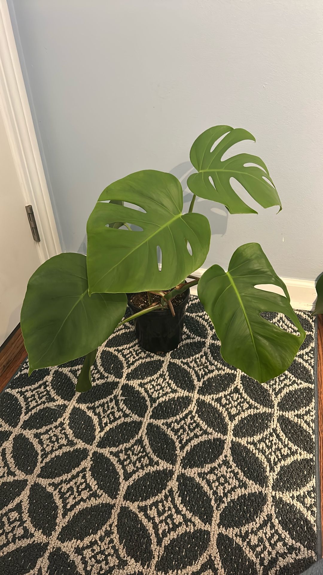 Monstera Deliciosa 