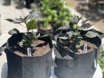 Moruga Blackjack Superhot Chili Plant