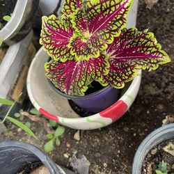 Coleus Plant 🪴 