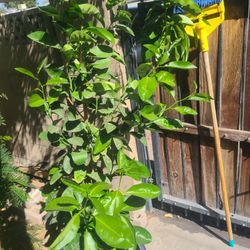 Limon Verde $50
