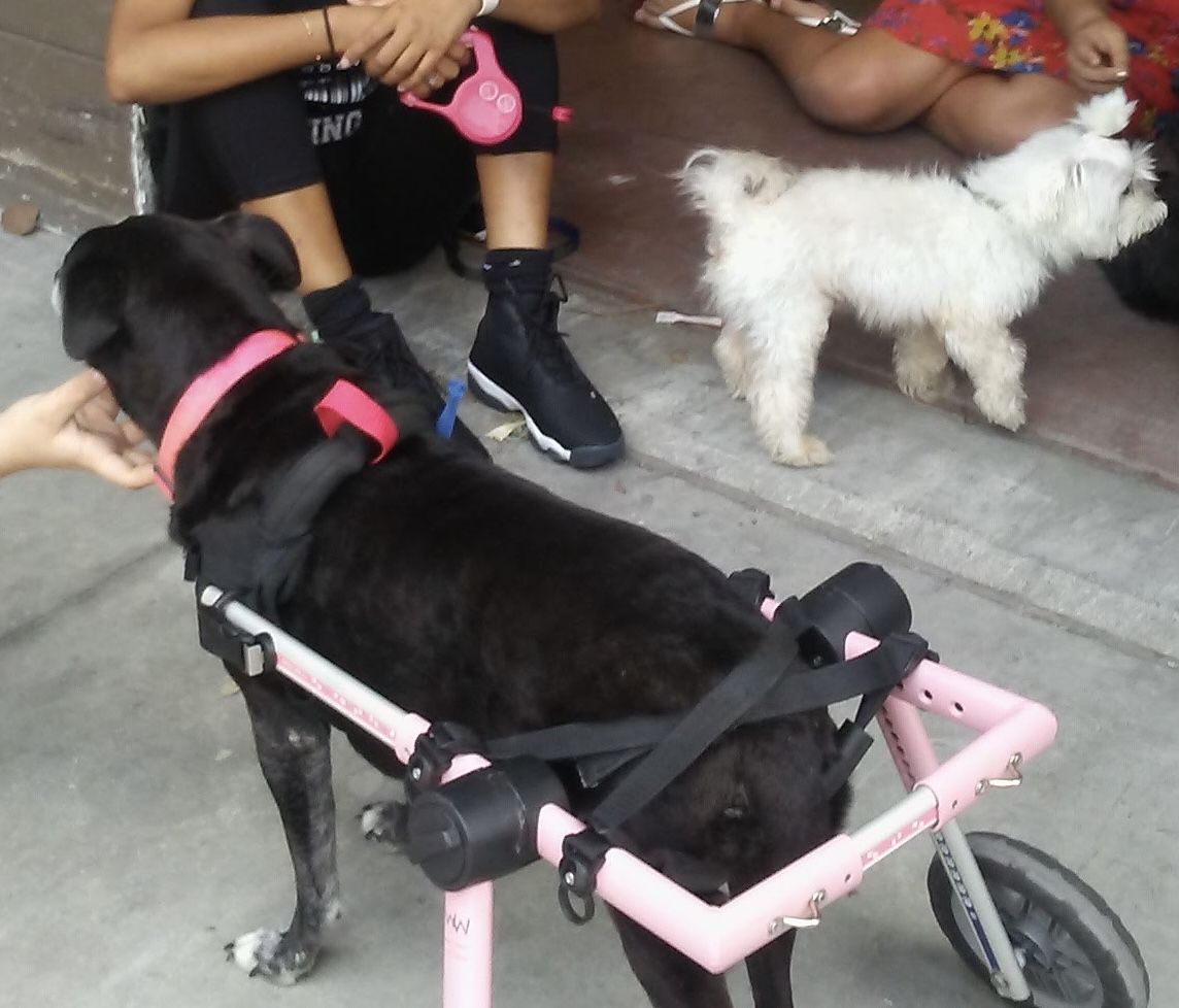 Doggy Wheelchair