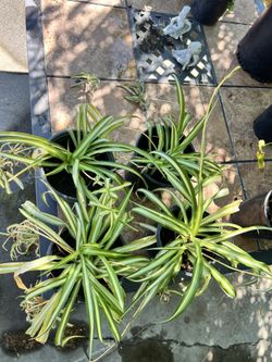 Spider plants 🪴