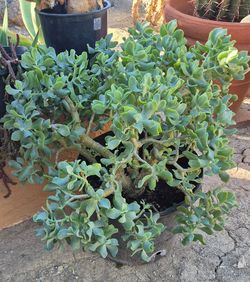 5 GALLON CONTAINER CRASSULA "RIPPLE JADE" PLANT