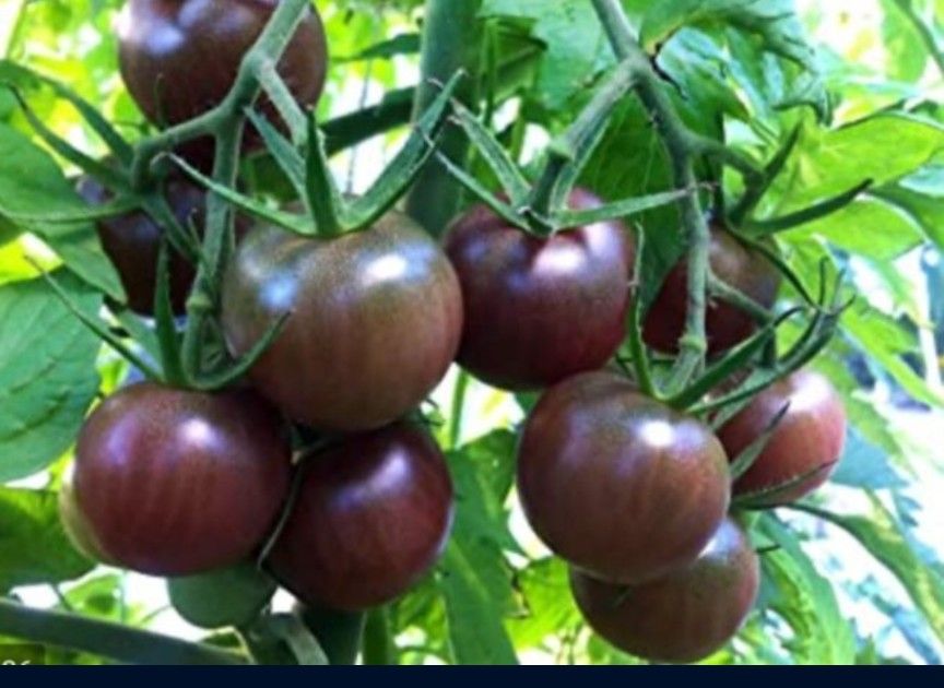 BLACK CHERRY TOMATO PLANTS SM $3 MED $5 LG $10 HTF HOME GROWN