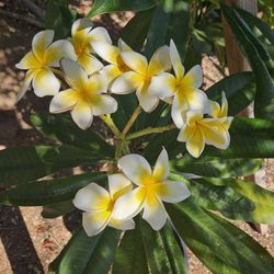 5 Gallons Plumerias 