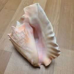 Conch Shell