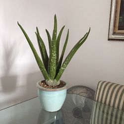 Plant 181/2 Inches Tall