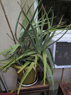 Live Aloe Succulent Plant