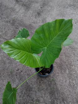 Elephant ear plant / planta oreja de elefante