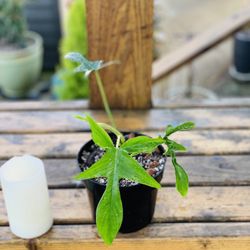 Live Philodendron Glad hands (Pedatum) plant in a plastic nursery pot—firm price