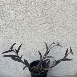 Blue Heart Plant 