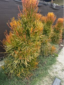 Firestick cactus