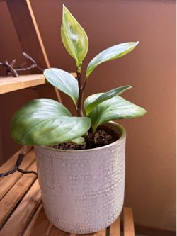 Cute peperomia