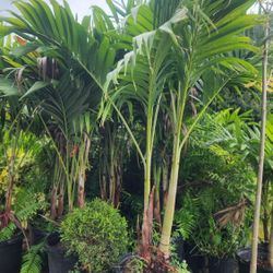 Beautiful Christmas Palms 6 Feet Tall!!! Adonidias Plants Fertilized 