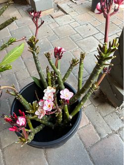 Pink Pansy Plumeria Cuttings- $15 each