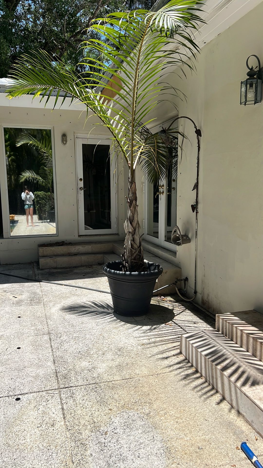 Palms Trees