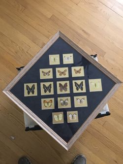 Butterfly Collection
