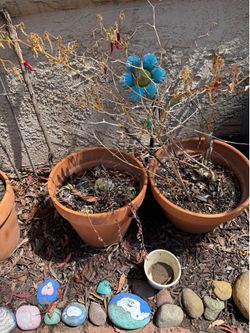 Free plant pots
