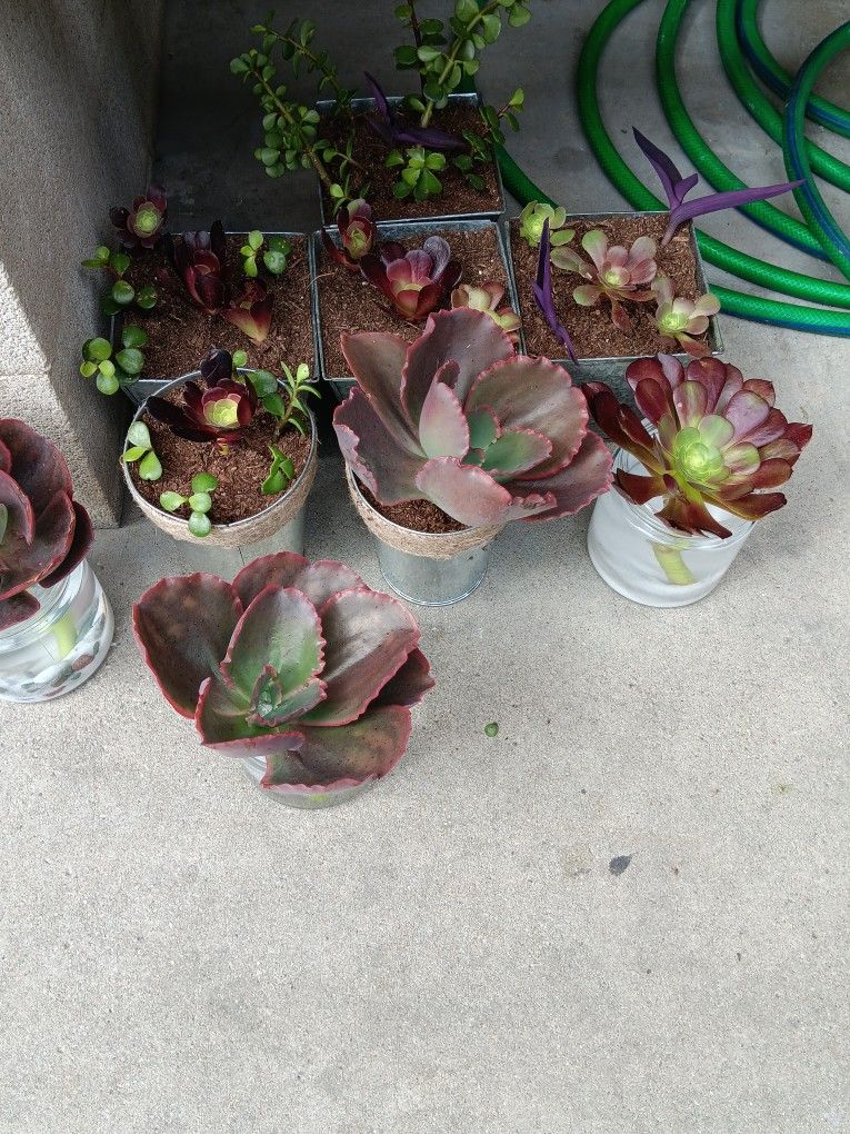 Succulents in Pot And Jars